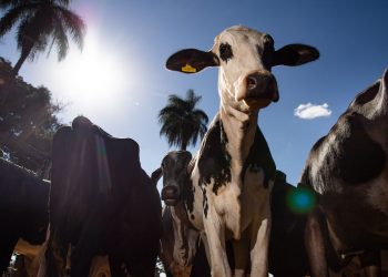 União Europeia oficializa veto a carne brasileira a partir de setembro